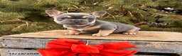 French Bulldog dogs for sale: Rivers - Ad 2