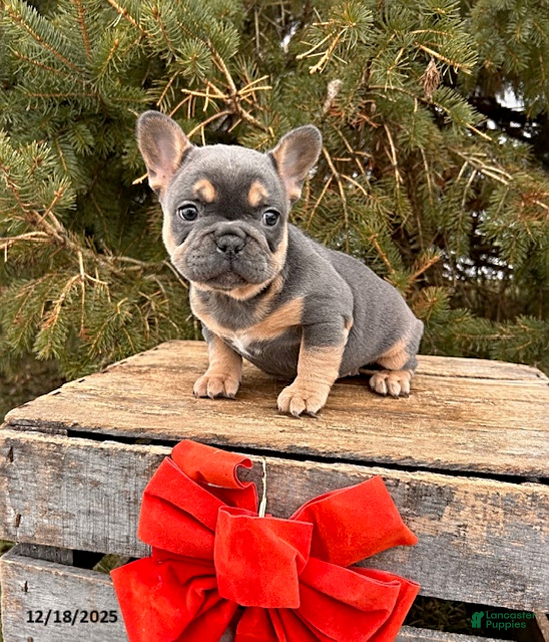 French Bulldog dogs for sale: Rivers - Ad 2