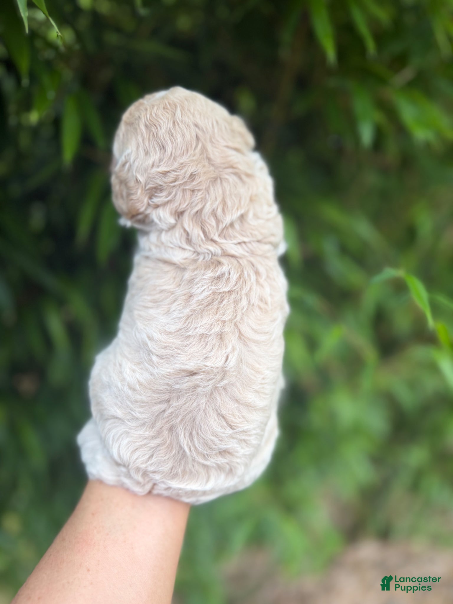 Cavachon dogs for sale: Cavachon Puppy 3 - Ad 2