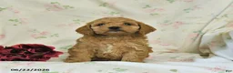 Cockapoo dogs for sale: Carter - Ad 4