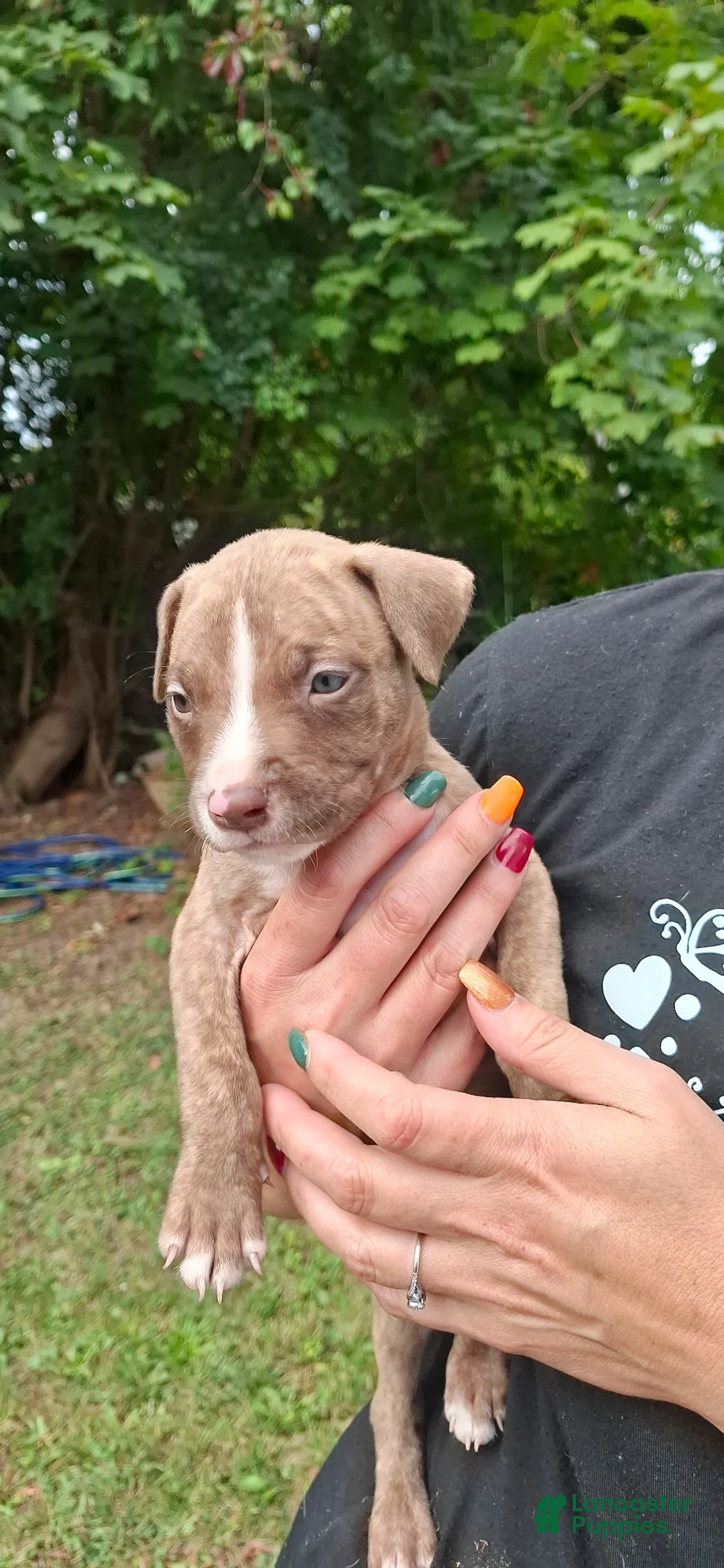 American Pit Bull Terrier dogs for sale: American Pit Bull Terrier 3 - Ad 2
