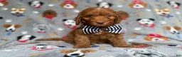 Cockapoo dogs for sale: Milo - Ad 5