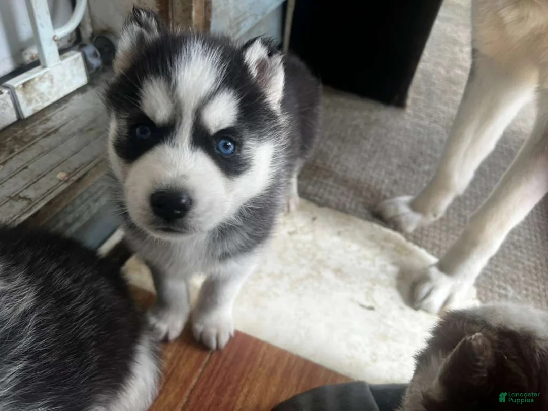 Alaskan Husky dogs for sale: Linda - Ad 2