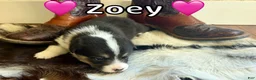 Welsh Corgi Pembroke dogs for sale: Rumi - Ad 2