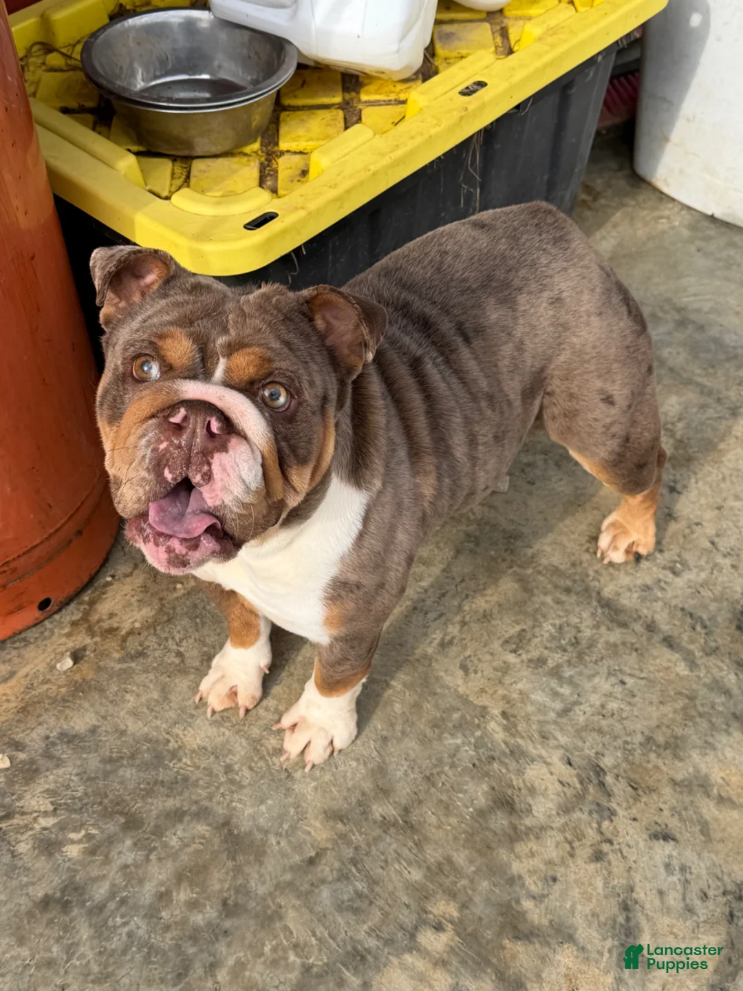 English Bulldog dogs for sale: Chocy - Ad 1