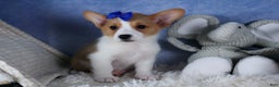 Welsh Corgi Pembroke dogs for sale: Larry - Ad 2