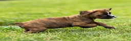Boxer dogs for sale: Lester Boxer Puppy  - Ad 3