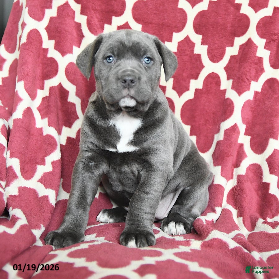 Cane Corso dogs Bella Mia - Ad 7
