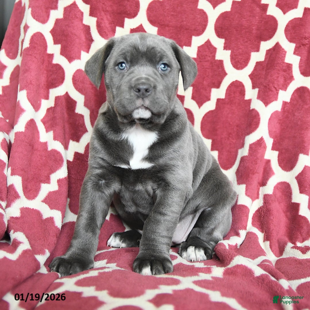 Cane Corso dogs for sale: Bella Mia - Ad 1