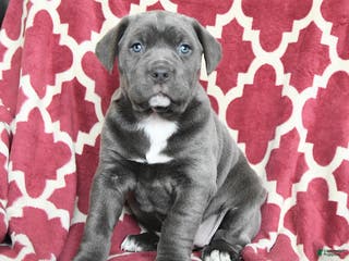 Cane Corso dogs Bella Mia - Ad 25