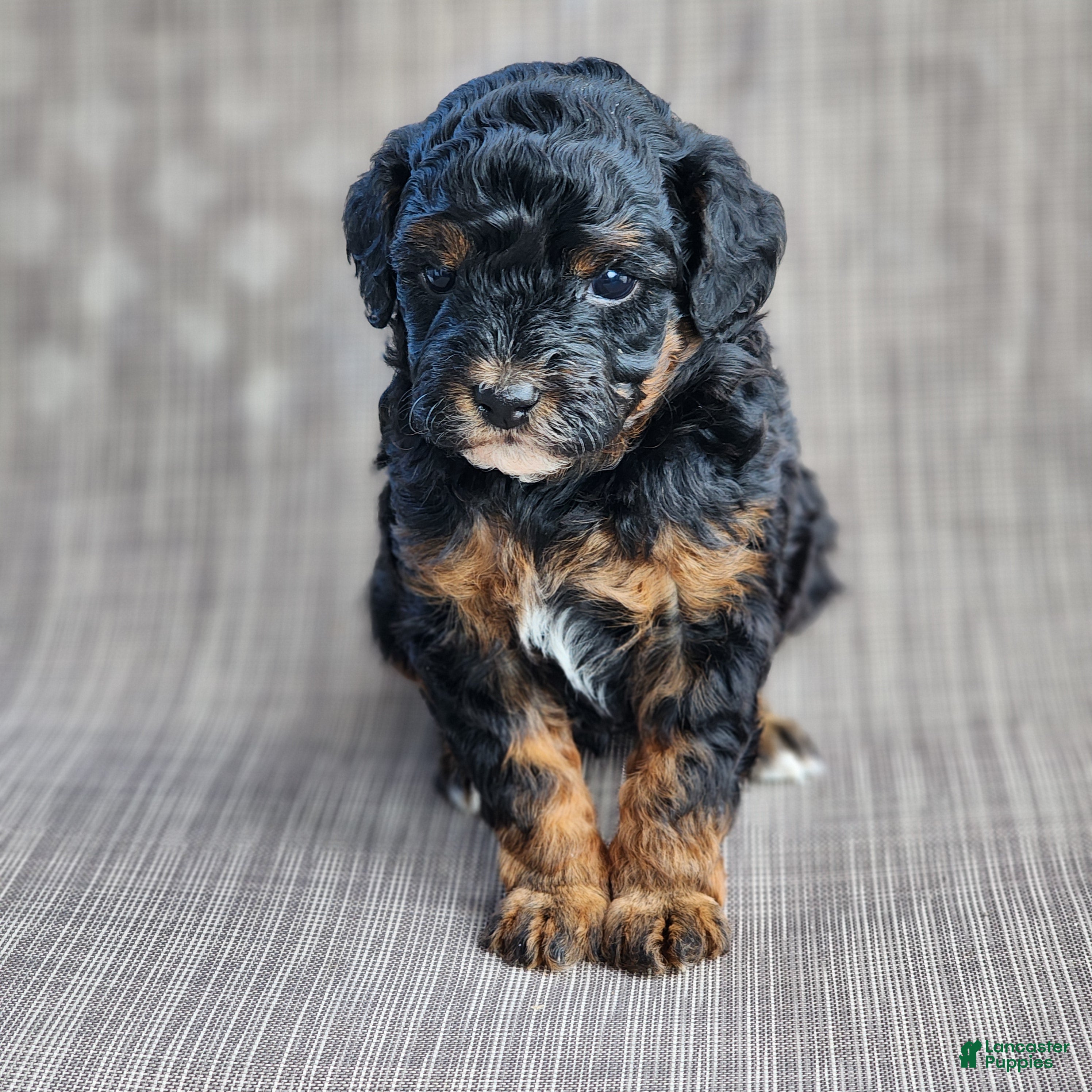 Miniature Poodle dogs for sale: Sixlet - Ad 3