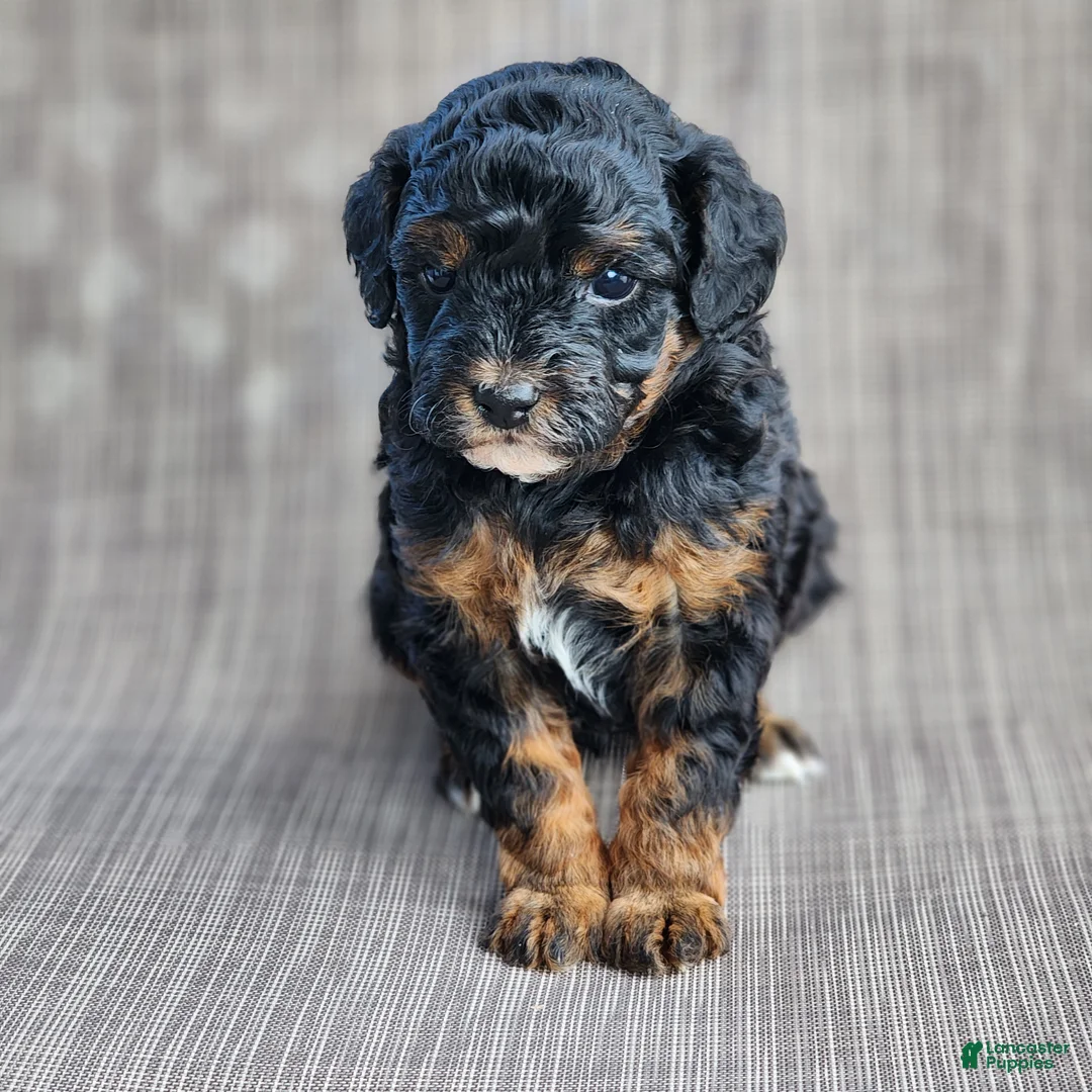 Miniature Poodle dogs for sale: Sixlet - Ad 1