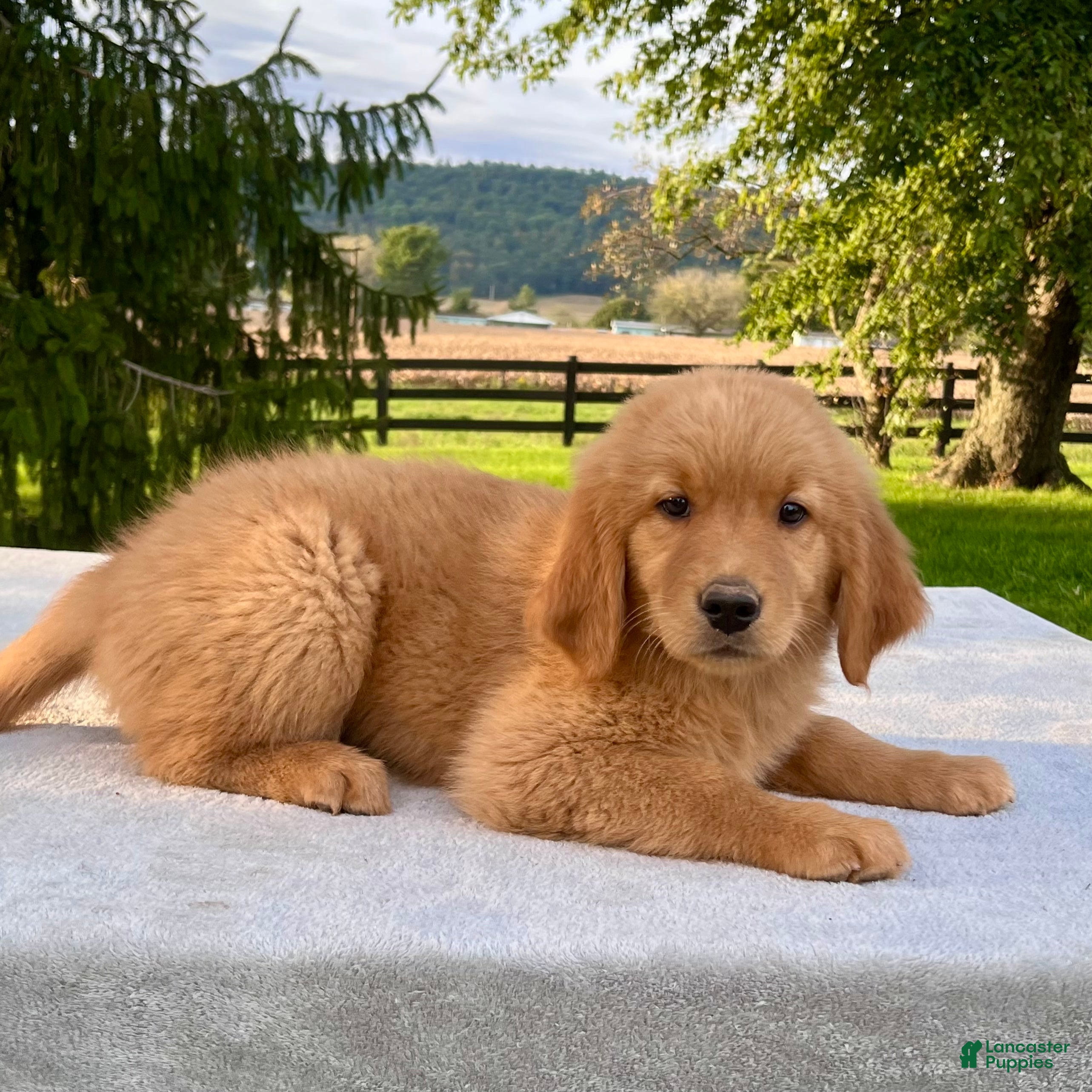 Golden Retriever dogs Jesse - Ad 1