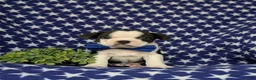 Boston Terrier dogs for sale: Brent - Ad 3