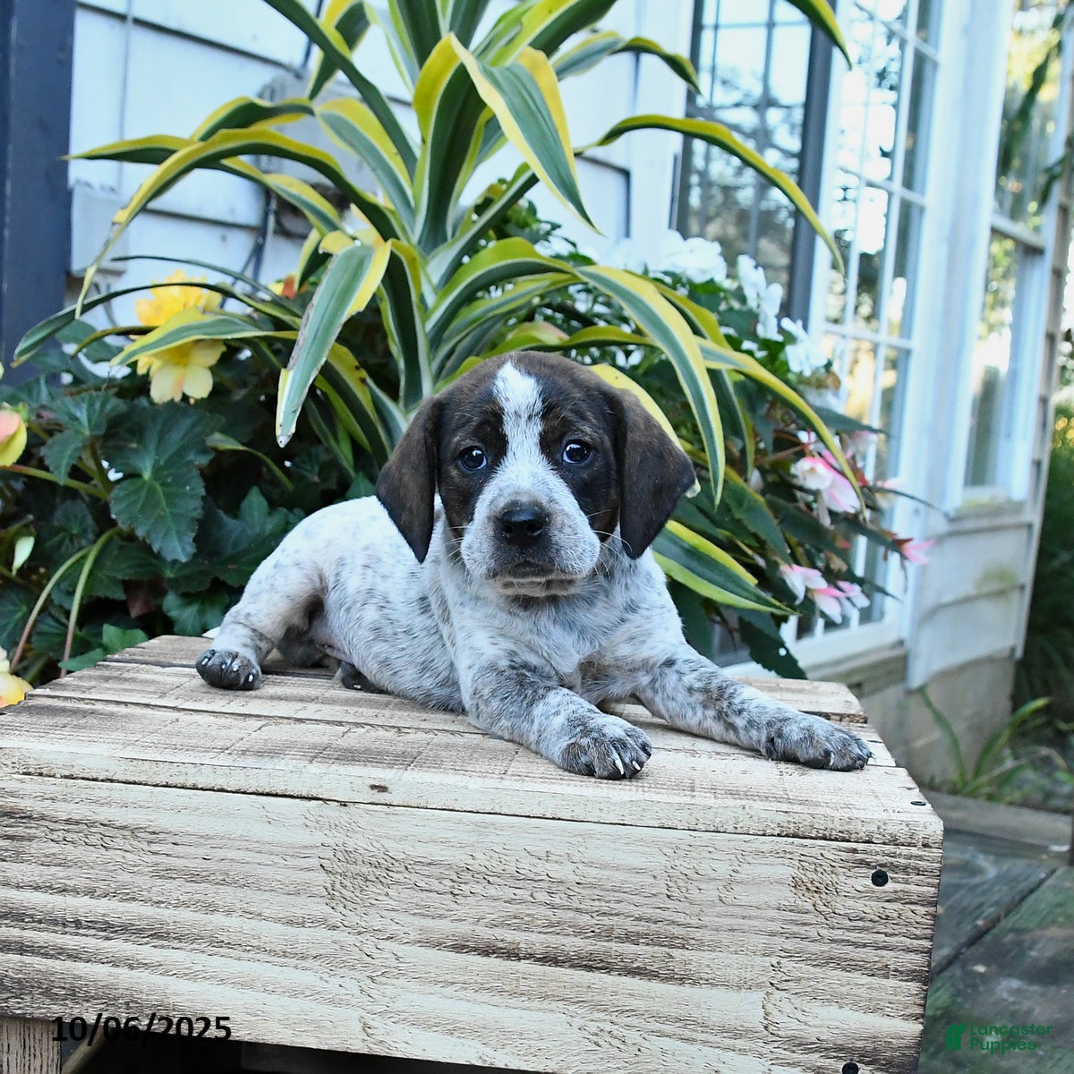 Mixed Breed dogs Echo - Ad 24