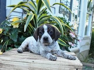 Mixed Breed dogs - Ad 17