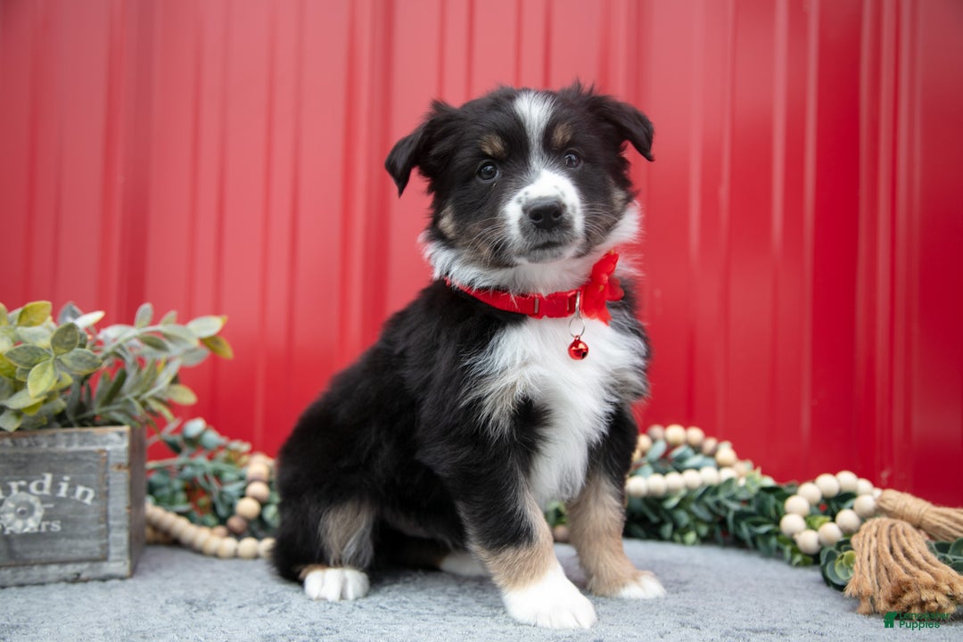 Miniature Australian Shepherd dogs for sale: Lance - Ad 1