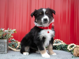 Miniature Australian Shepherd dogs Lance - Ad 42