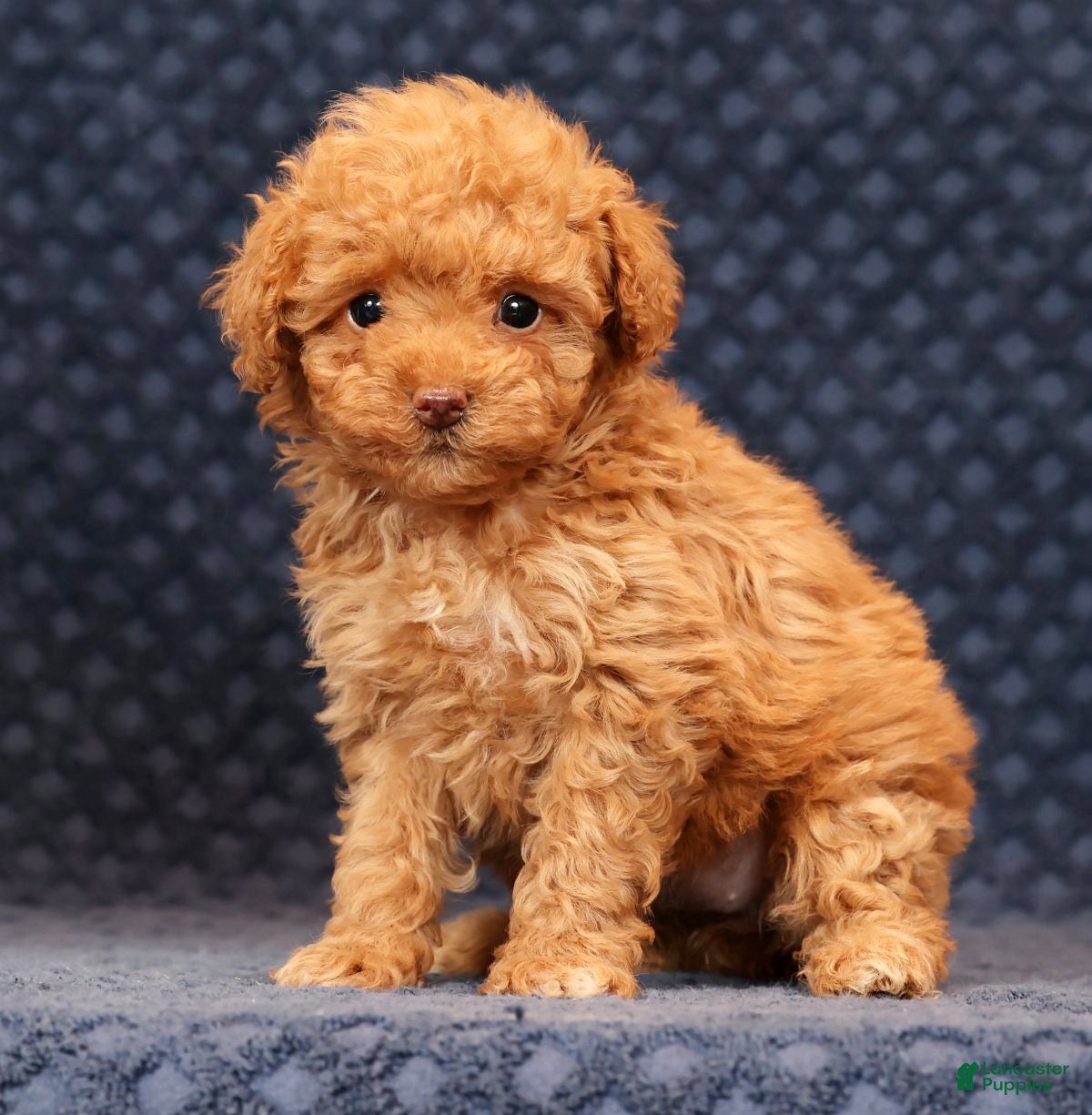 Miniature Poodle dogs Fern - Ad 34