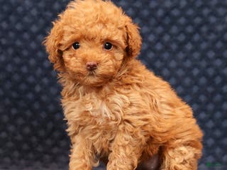 Miniature Poodle dogs Fern - Ad 34