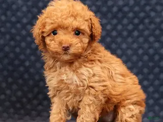 Miniature Poodle dogs Fern - Ad 40