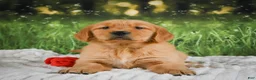 Golden Retriever dogs for sale: Stella - Ad 10