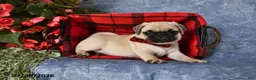 Pug dogs for sale: Bigfoot - Ad 3