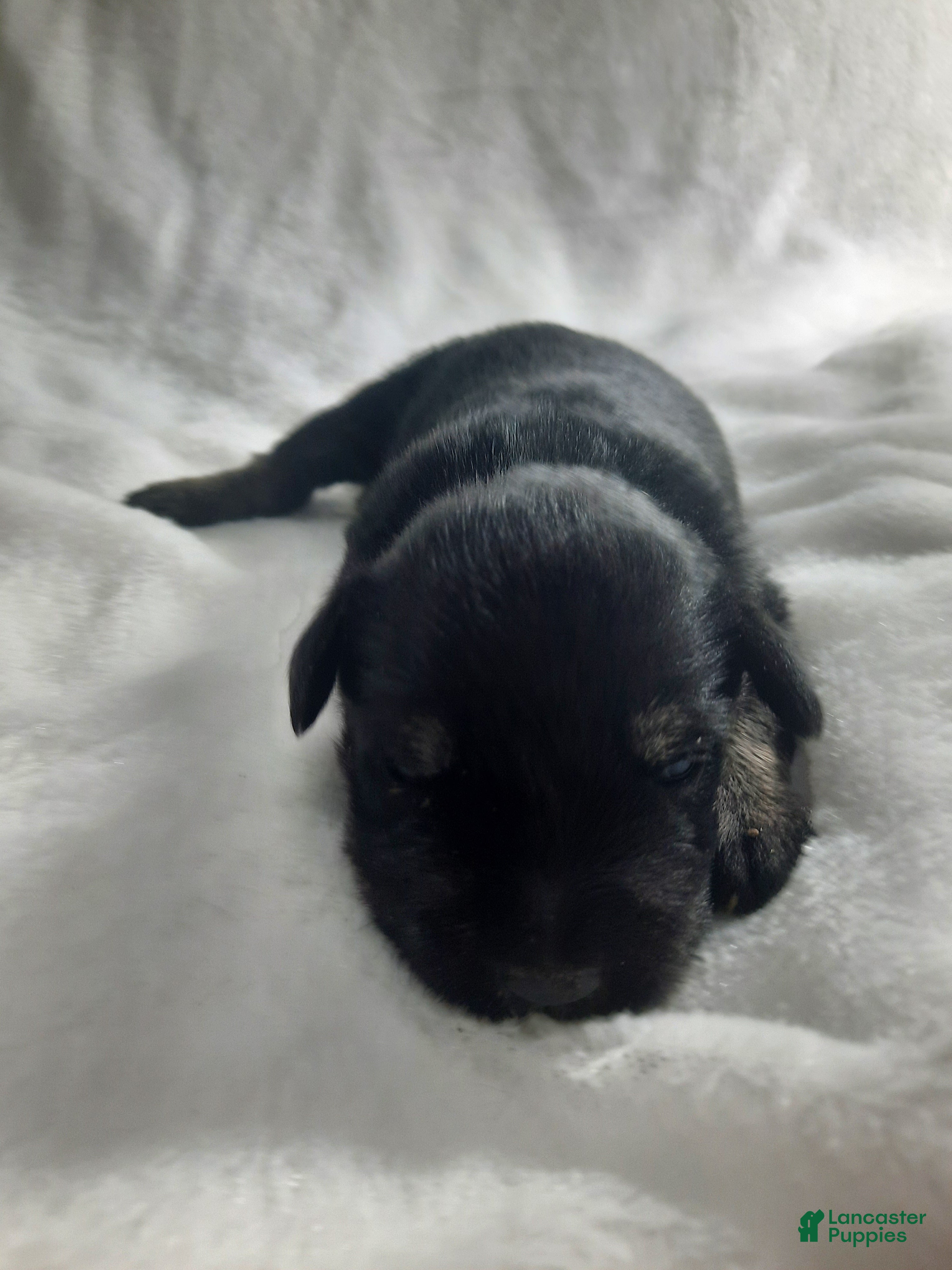 Miniature Schnauzer dogs AKC Hot Rod - Ad 20