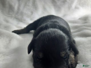 Miniature Schnauzer dogs AKC Hot Rod - Ad 20