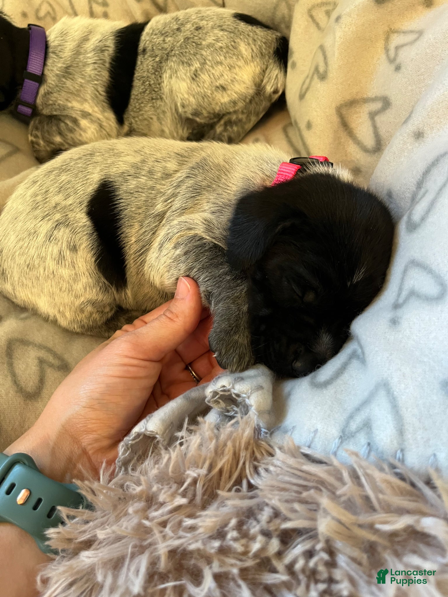 German Shorthaired Pointer dogs German Shorthaired Pointer Puppy 3 - Ad 1