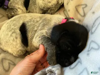 German Shorthaired Pointer dogs for sale: German Shorthaired Pointer Puppy 3 - Ad 3