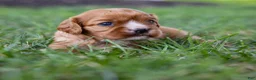 Cavalier King Charles Spaniel dogs for sale: Caramel  - Ad 8