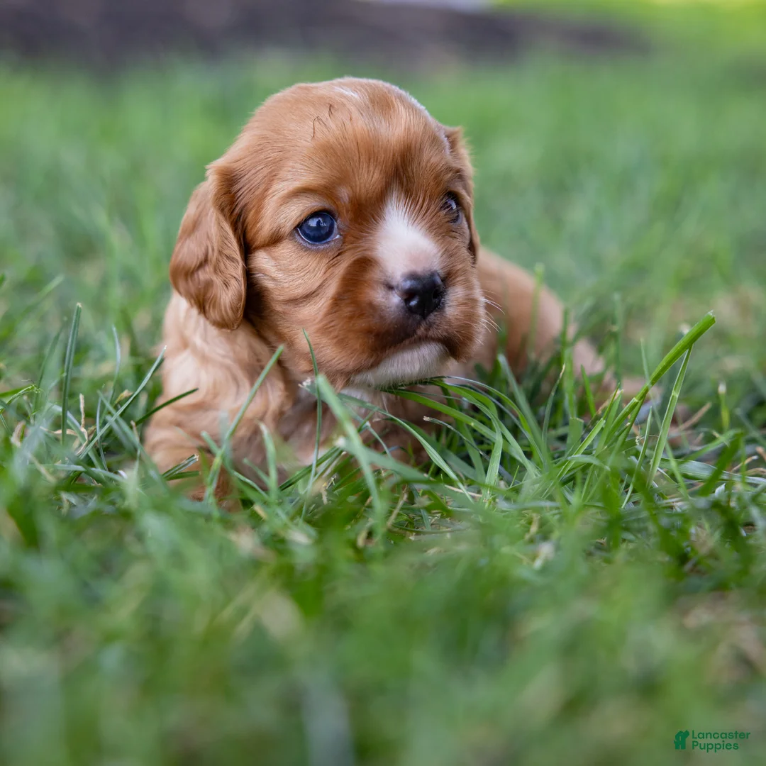 Cavalier King Charles Spaniel dogs for sale: Caramel  - Ad 8