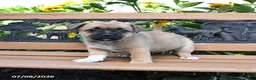 Jug dogs for sale: Clover - Ad 2
