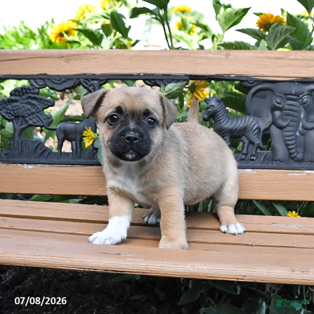 Jug dogs for sale: Clover - Ad 2