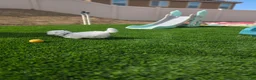 Maltese dogs for sale: Quinn - Ad 9