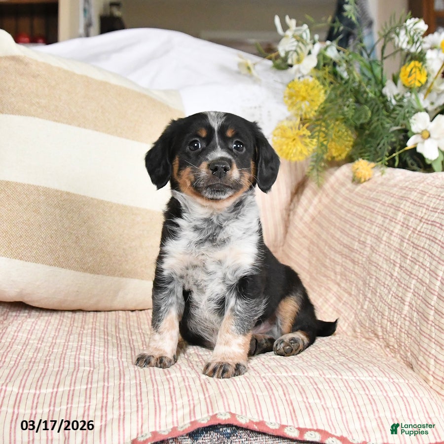 Mixed Breed dogs Checkers - Ad 1