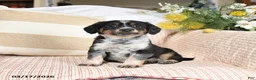 Mixed Breed dogs for sale: Checkers - Ad 1