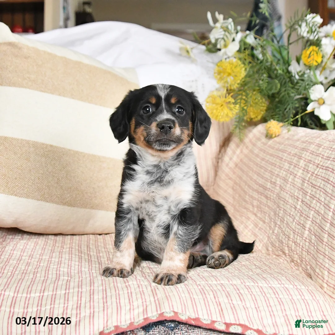 Mixed Breed dogs for sale: Checkers - Ad 1