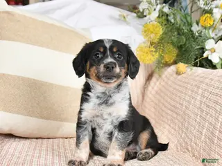Mixed Breed dogs for sale: Checkers - Ad 4