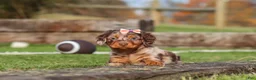 Miniature Dachshund dogs for sale: Jewel - Ad 5