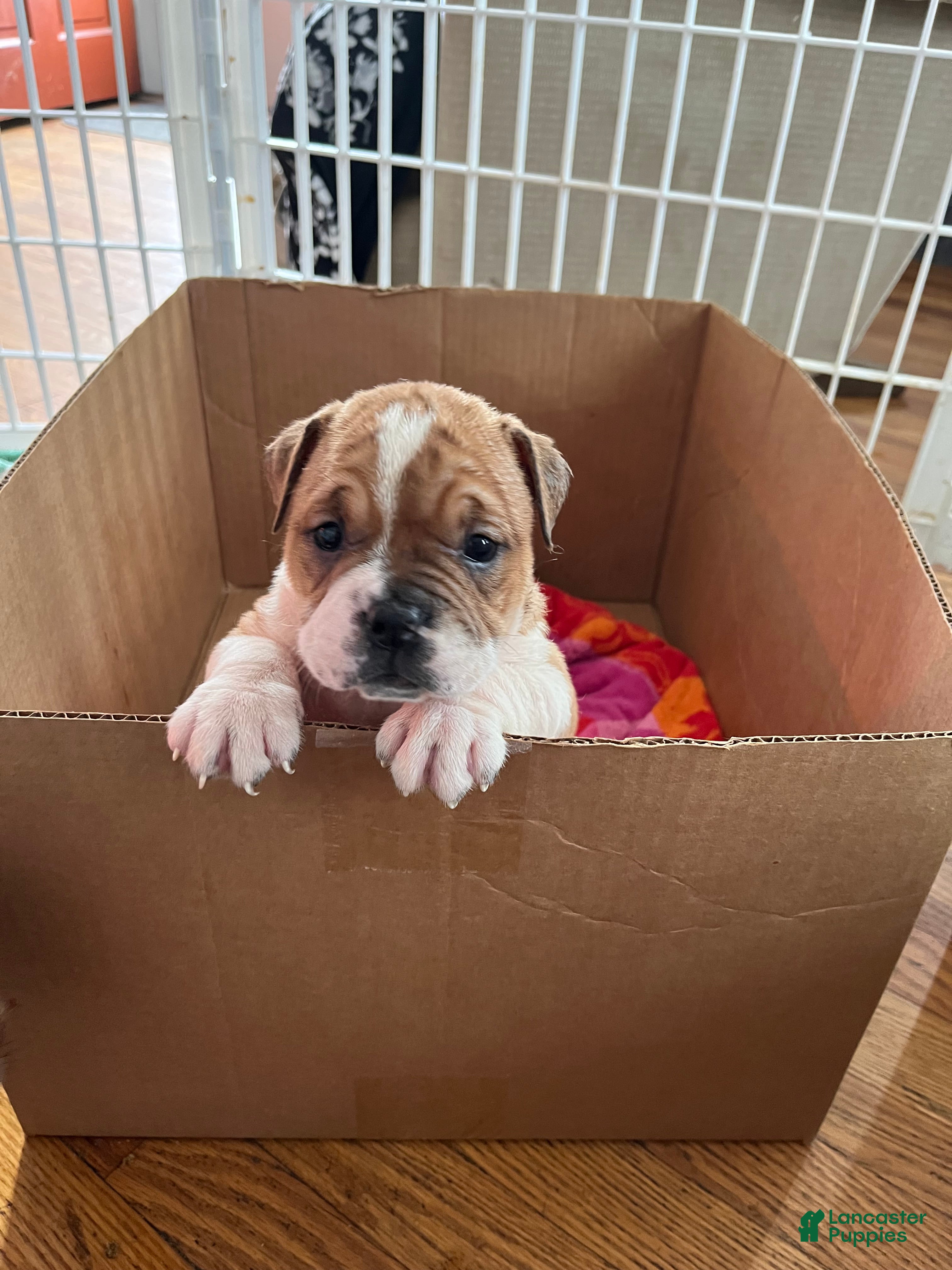 Mixed Breed dogs Checkers - Ad 27