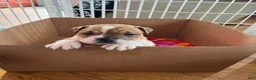 Mixed Breed dogs for sale: Checkers - Ad 1