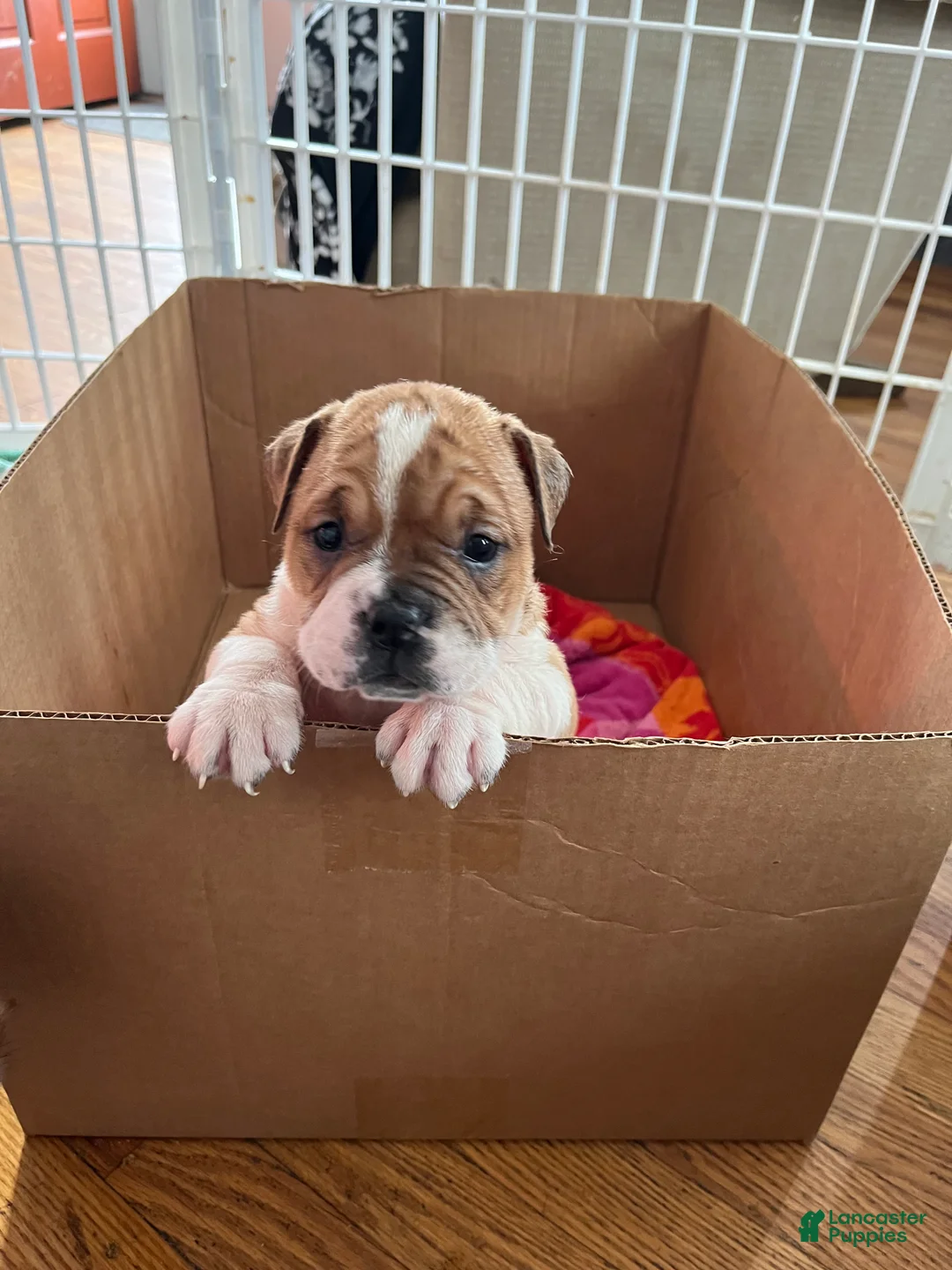 Mixed Breed dogs for sale: Checkers - Ad 1