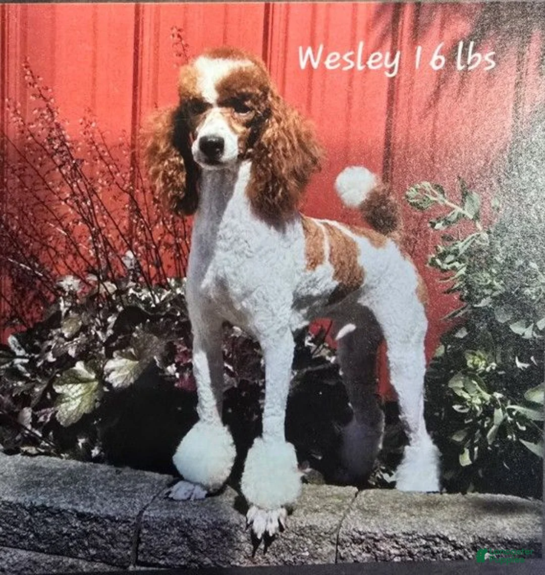 Mini Bernedoodle dogs for sale: Jazzie - Ad 20