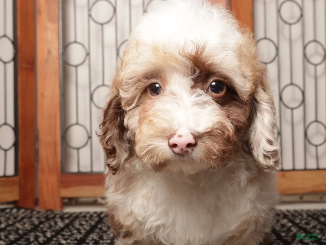 Miniature Poodle dogs for sale: Jil - Ad 3