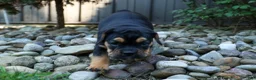 Beabull dogs for sale: Ace 🐶✨ - Ad 11