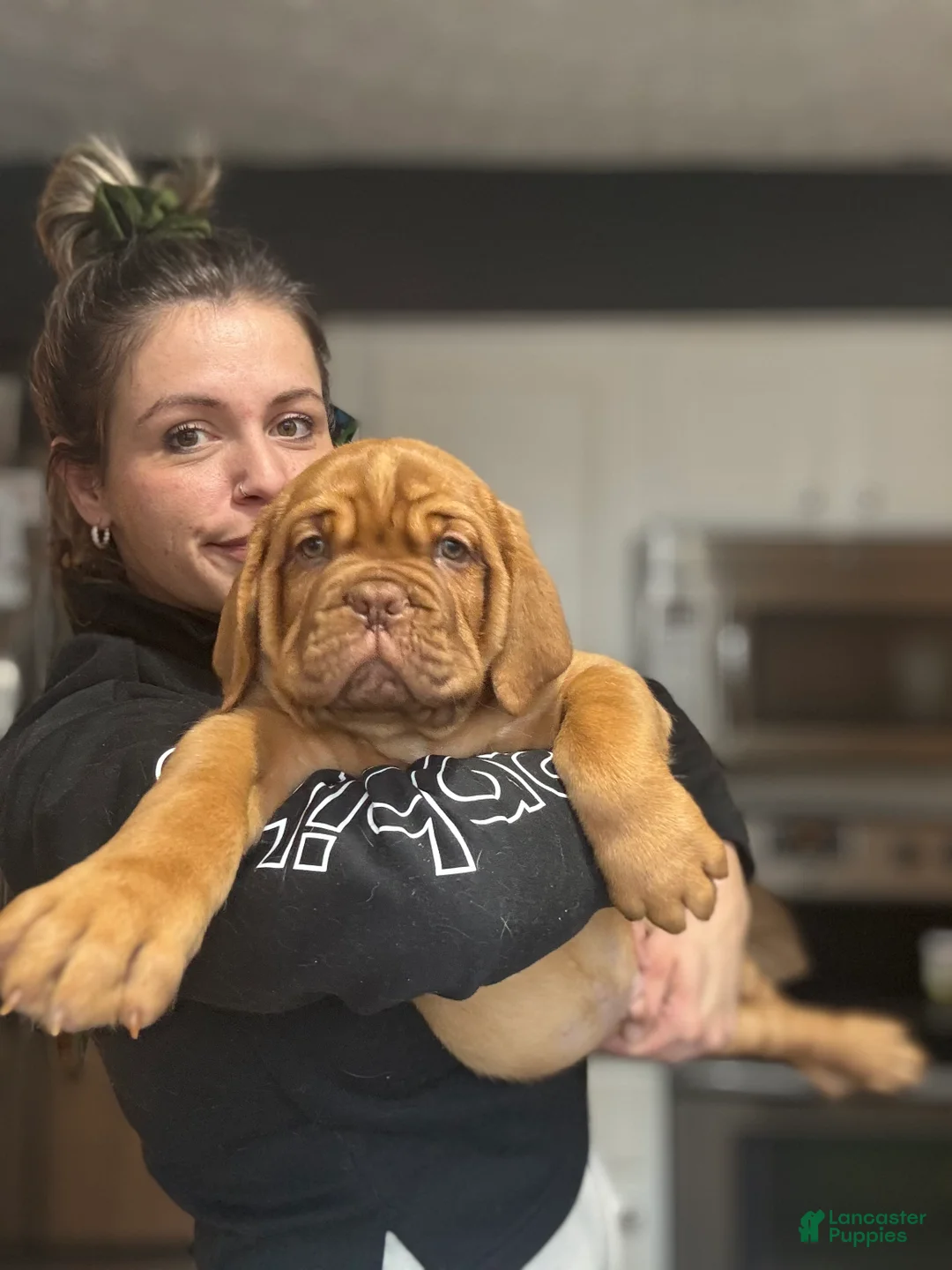 Dogue De Bordeaux dogs for sale: Dogue De Bordeaux Puppy  - Ad 2