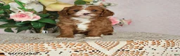 Cavapoo dogs for sale: Ilene - Ad 1