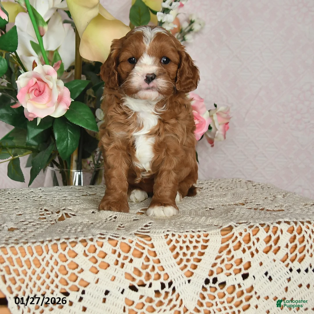Cavapoo dogs for sale: Ilene - Ad 1